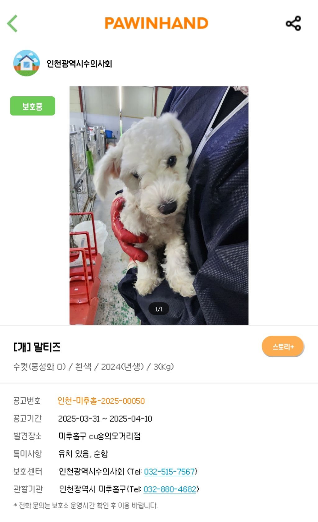 듀 가나디 닮은 강아지 | 인스티즈