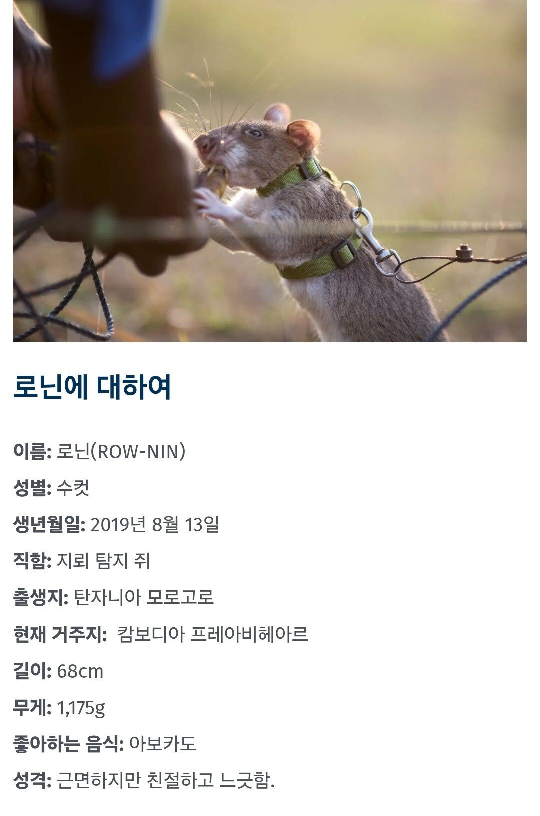 세상에서 가장 많은 사람의 목숨을 구한 '영웅 쥐'.jpg | 인스티즈