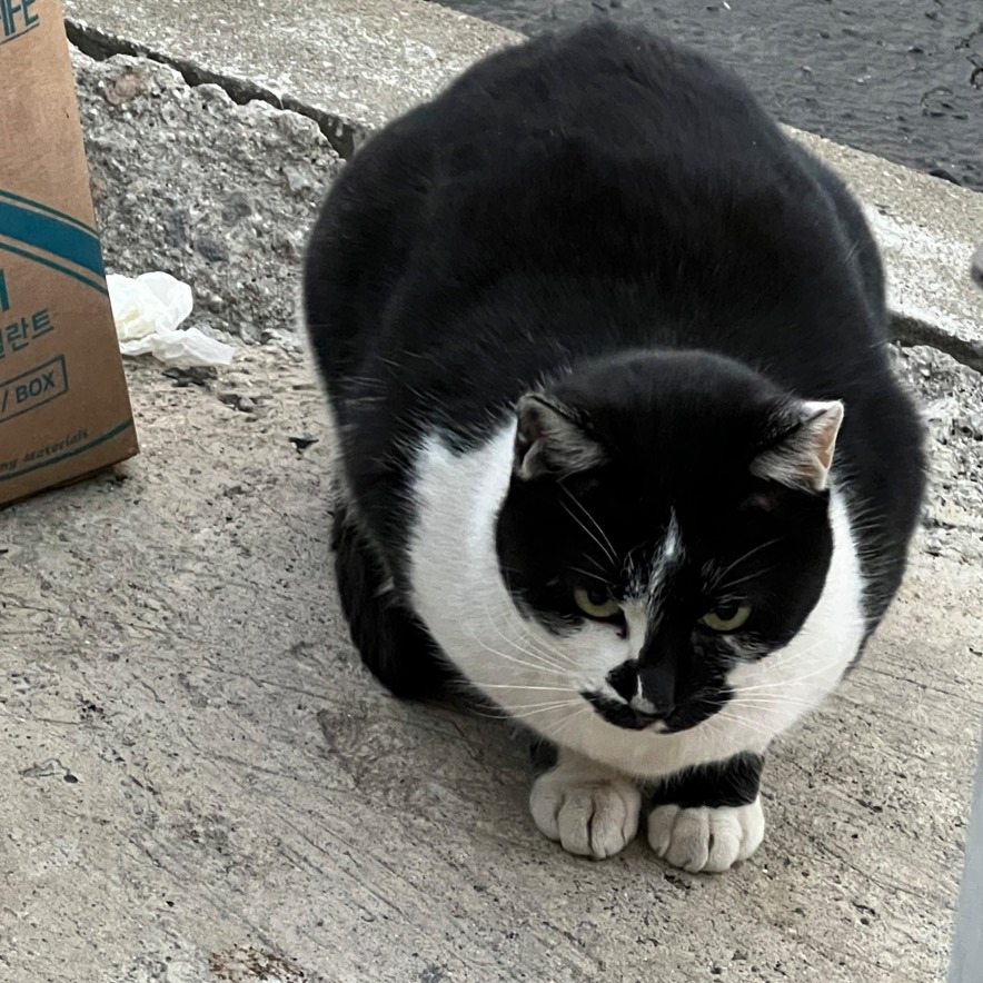 영물은 절대 죽이면 안된다 | 인스티즈