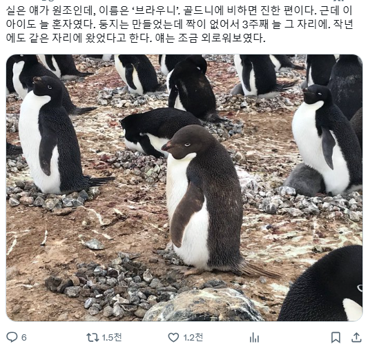 갈색펭귄 브라우니 | 인스티즈