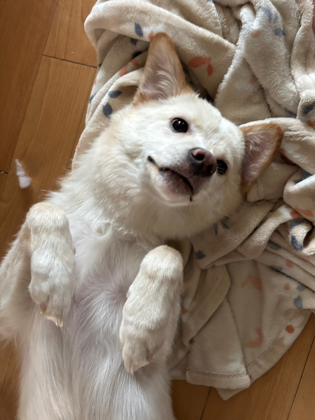 세상이 궁금한 아기강쥐 오트의 3개월 임보처 구함 🐶💛 | 인스티즈