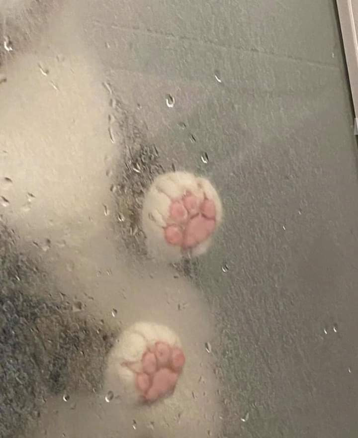  목욕을 하기 싫었던 고양이
