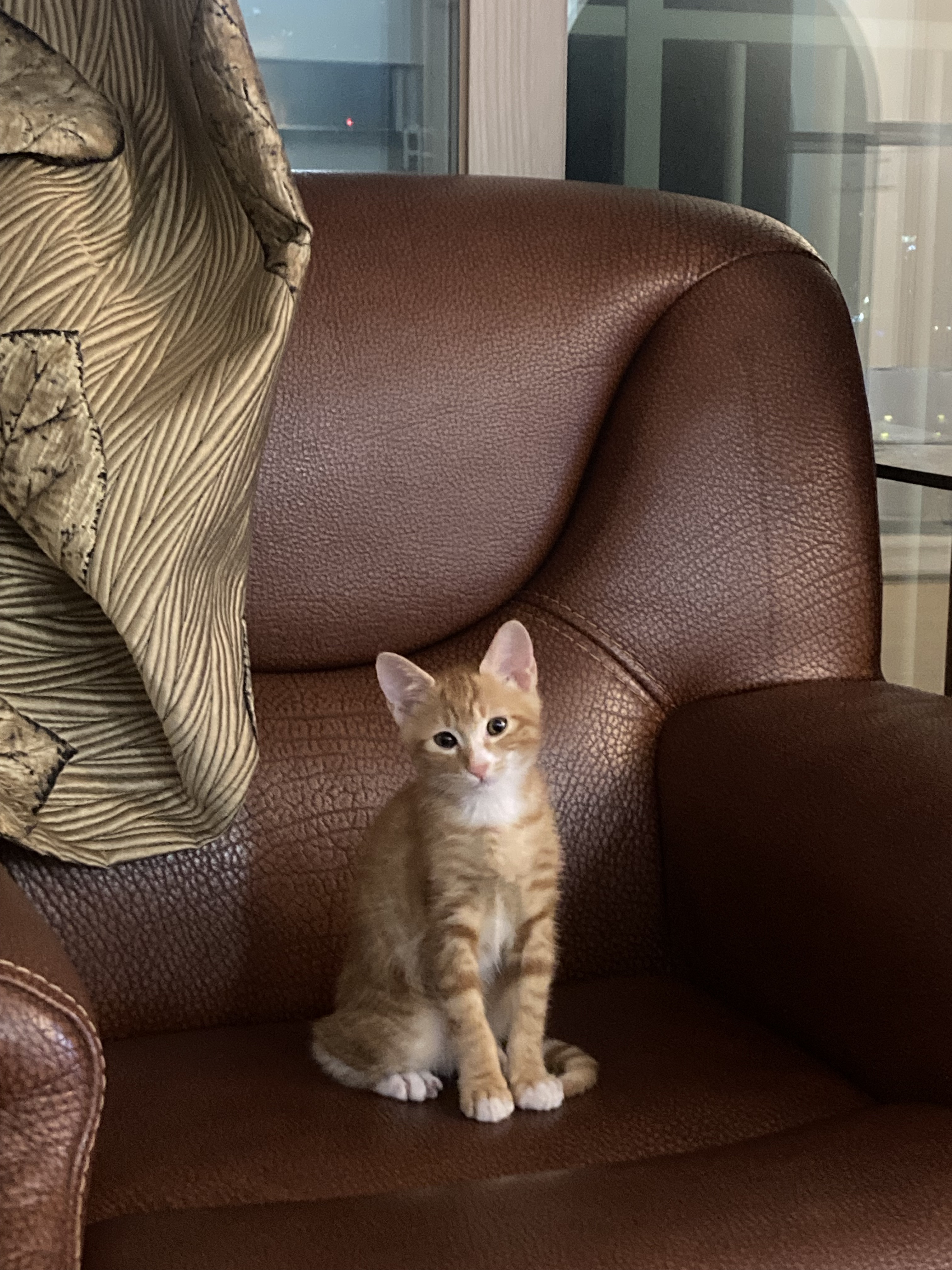  울 고양이 원래 이 시간이면 내방에서 나랑 같이 자는데6