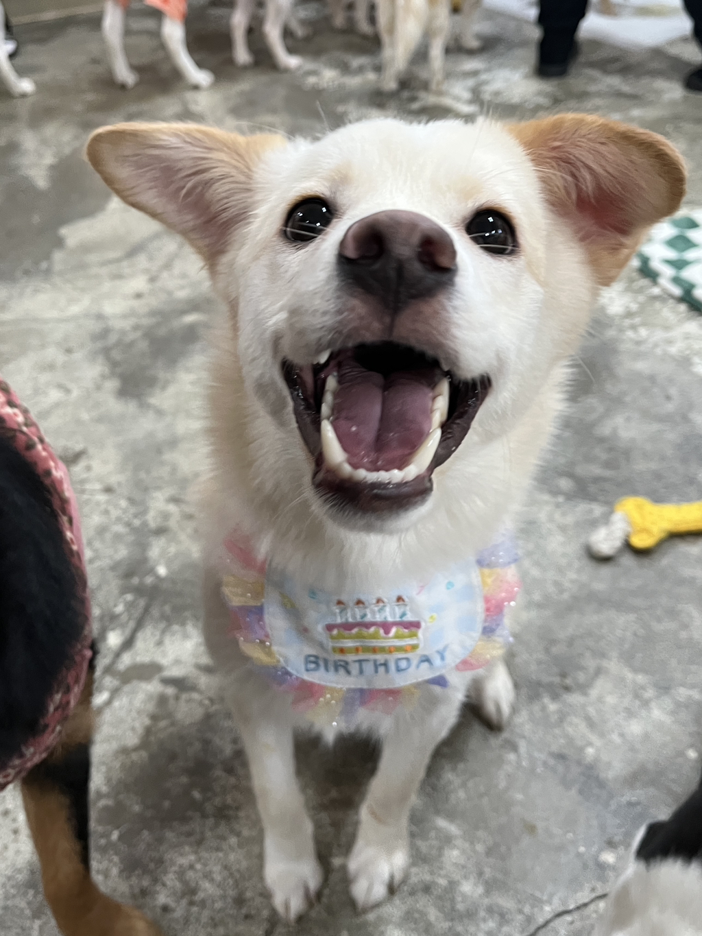세상이 궁금한 아기강쥐 오트의 3개월 임보처 구함 🐶💛 | 인스티즈