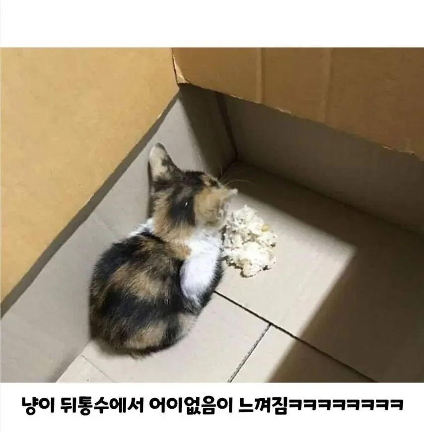 고양이가 밥을 안 먹어서 걱정인 사람 | 인스티즈