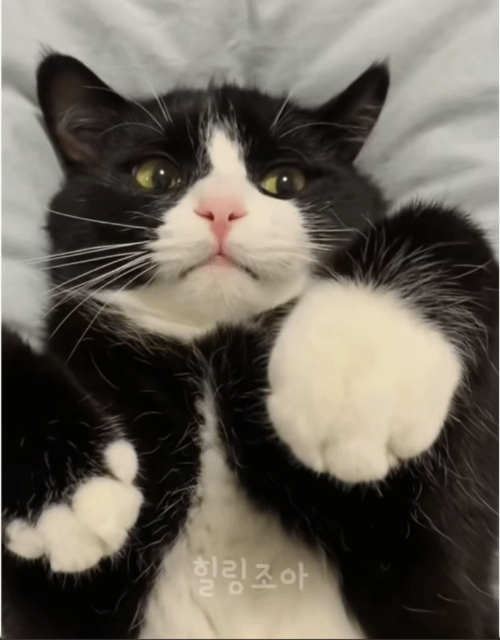 이마 만지니까 온갖 짜증 다 내는 고양이 | 인스티즈
