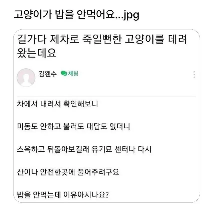 고양이가 밥을 안 먹어서 걱정인 사람 | 인스티즈