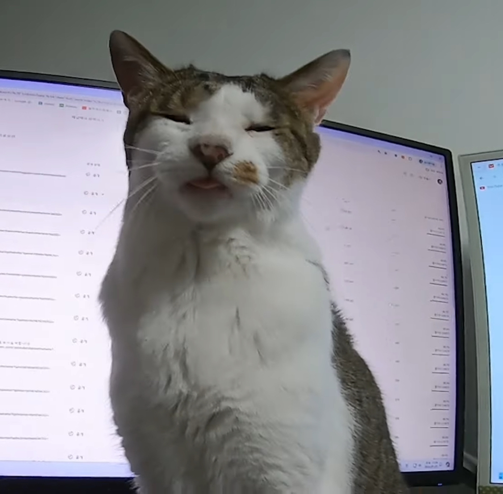  [haha ha] 집사한테 냥정색하는 무.gif
