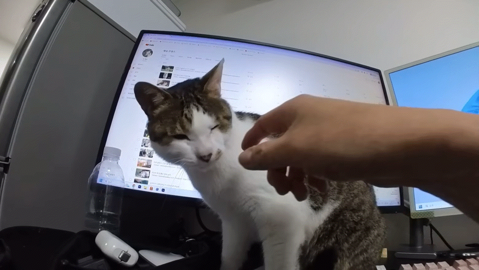 [haha ha] 집사한테 냥정색하는 무.gif | 인스티즈