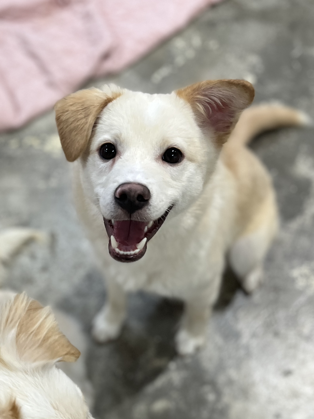 세상이 궁금한 아기강쥐 오트의 3개월 임보처 구함 🐶💛 | 인스티즈