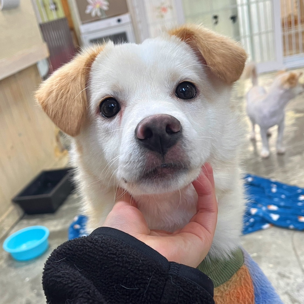 세상이 궁금한 아기강쥐 오트의 3개월 임보처 구함 🐶💛 | 인스티즈