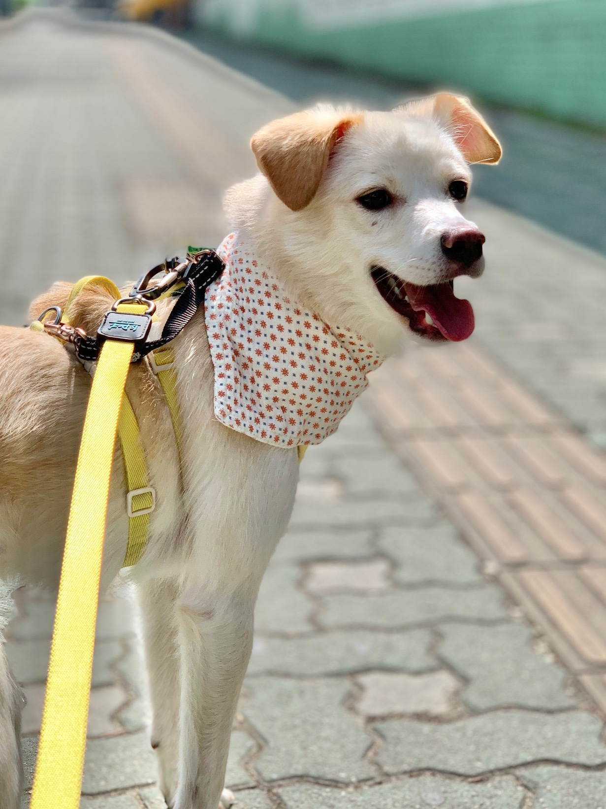 세상이 궁금한 아기강쥐 오트의 3개월 임보처 구함 🐶💛 | 인스티즈