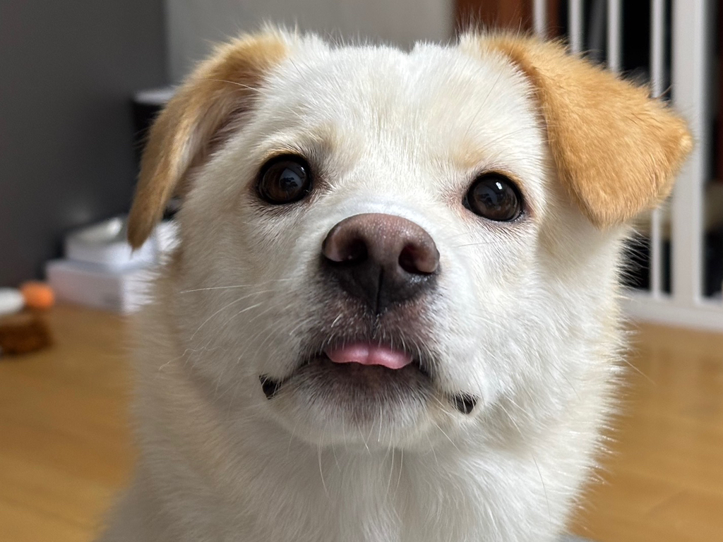 세상이 궁금한 아기강쥐 오트의 3개월 임보처 구함 🐶💛 | 인스티즈