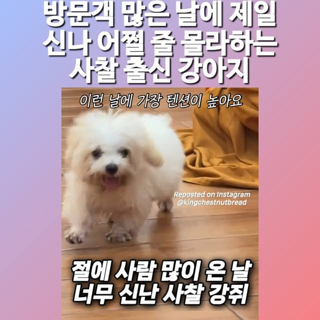 사찰에서 자란 강아지가 제일 좋아하는 날 | 인스티즈