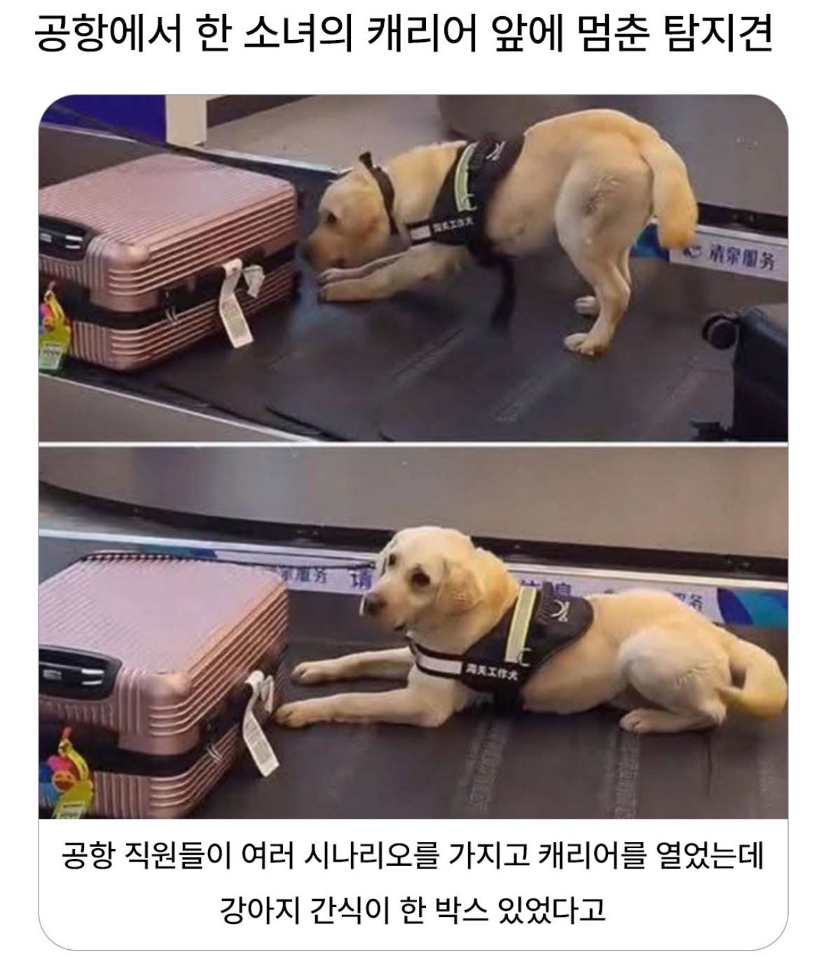 탐지견이 소녀의 캐리어에서 멈춘 이유 | 인스티즈