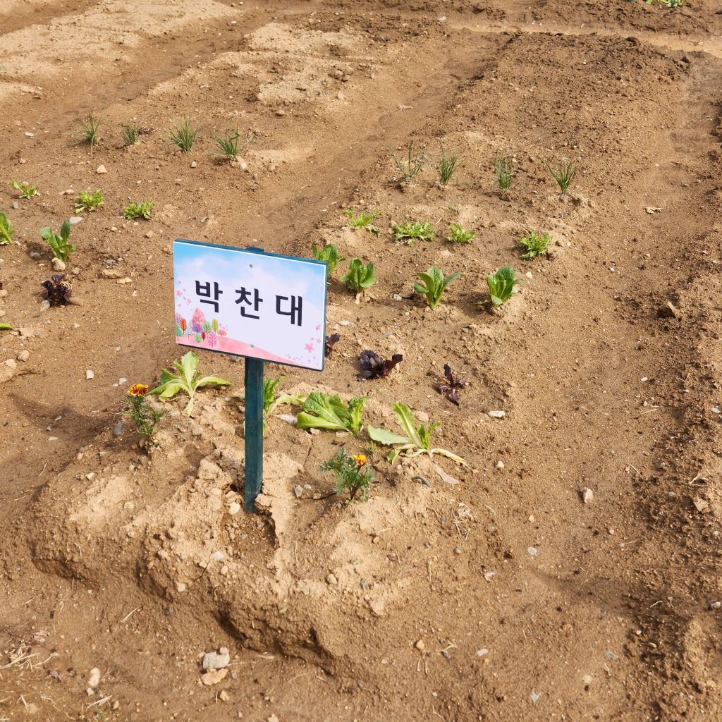  국회 한바퀴 중인데 텃밭이 잇네요..? 찬대헴 병주헴은... 상추 다 자라면 고기구..