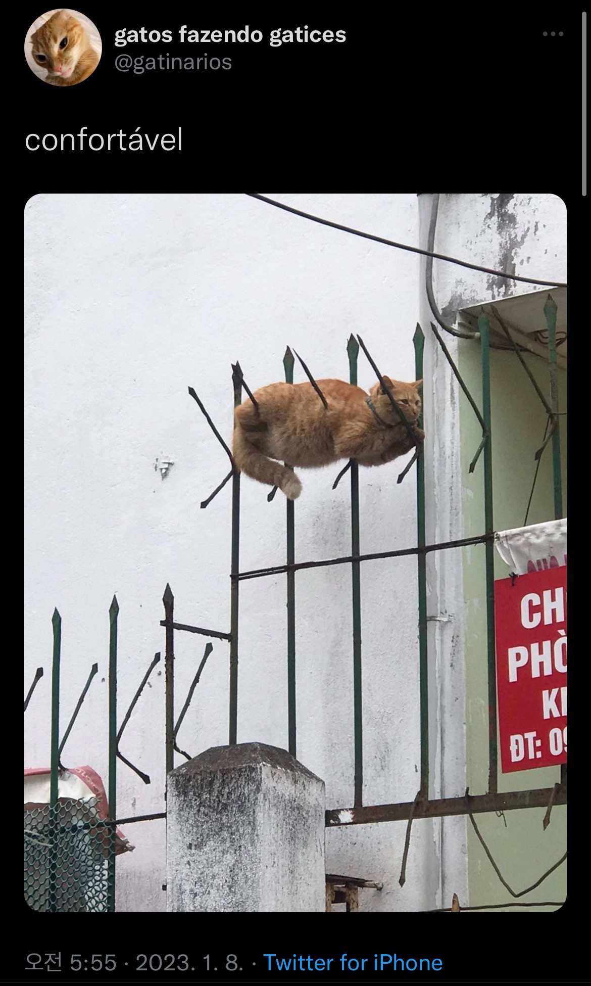  창살에 고양이.......jpg(깜놀주의)3