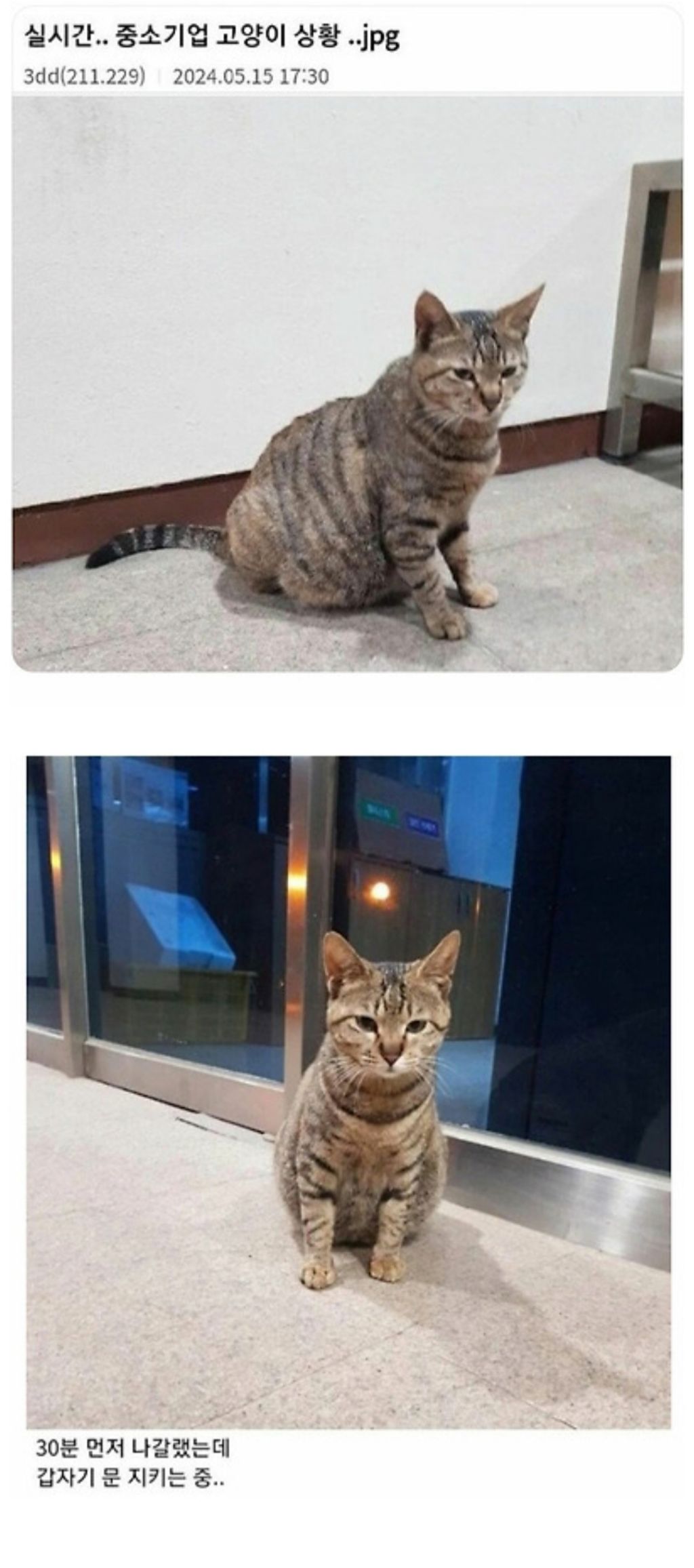  실시간 중소기업 고양이 상황