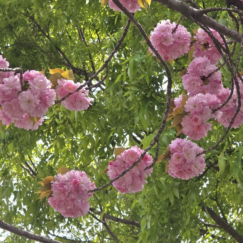 식물갤러가 찍은 겹벚꽃 | 인스티즈
