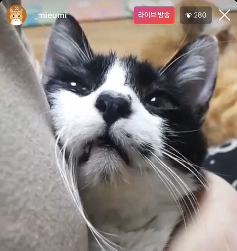 엄마 빼고 다 패는 깡패 고양이가 집사를 볼 때 | 인스티즈