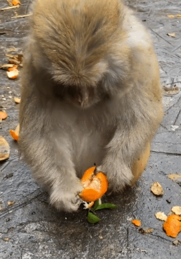  왠지 모르게 계속 보게 되는 귤 먹다가 씨 뱉는 원숭이.gif