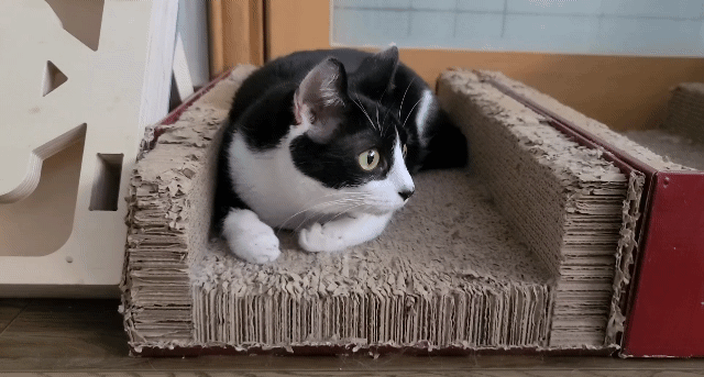  고양이 동공 확장