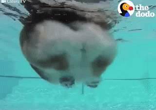 웰시코기의 엄청난 피지컬 .gif | 인스티즈