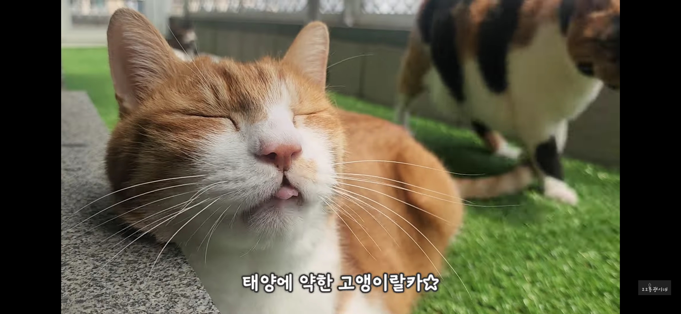 도저히 그냥 지나칠 수 없는 썸네일;;;; | 인스티즈