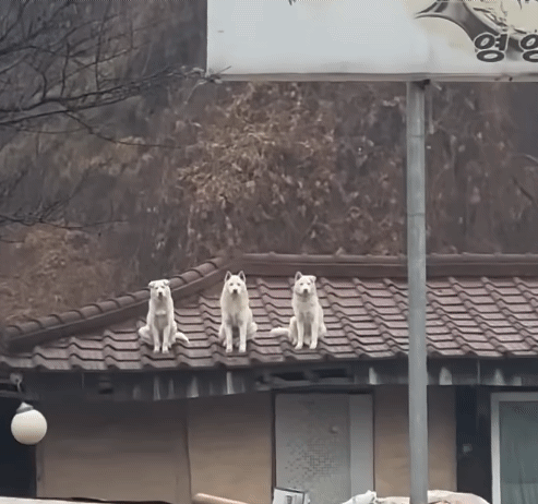  안핀놈 다핀놈 반만핀놈