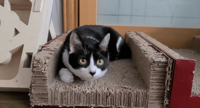 고양이 동공 확장 | 인스티즈