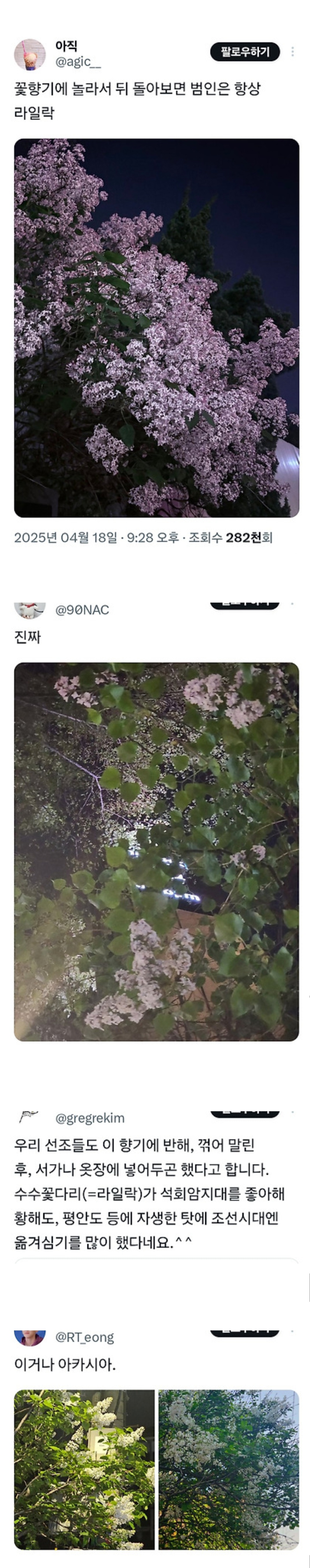  꽃향기에 놀라서 뒤 돌아보면 범인은 항상 라일락