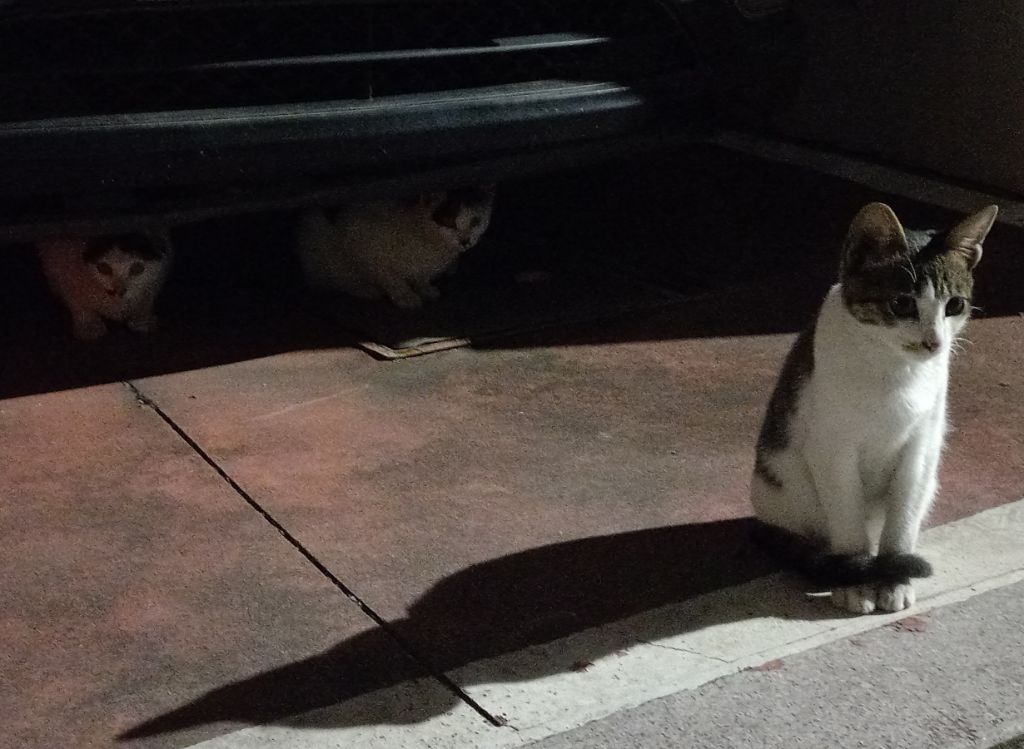 길에서 고양이 보면 사진을 안 찍고는 지나갈 수 없는 병에 걸림 😚🐈⬛🐈 | 인스티즈