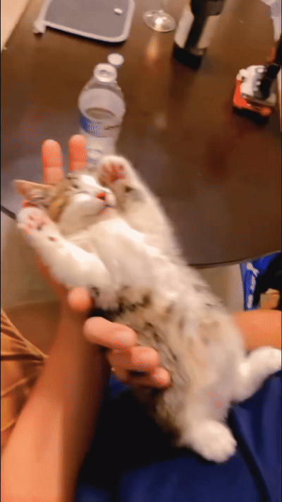 떡실신한 애기고양이들.gif | 인스티즈