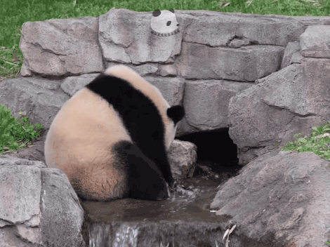  액체아죠띠 만나고 너무 신난 루이바오🐼💜
