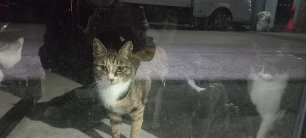 길에서 고양이 보면 사진을 안 찍고는 지나갈 수 없는 병에 걸림 😚🐈⬛🐈 | 인스티즈
