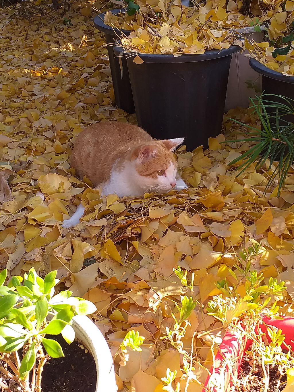 길에서 고양이 보면 사진을 안 찍고는 지나갈 수 없는 병에 걸림 😚🐈⬛🐈 | 인스티즈