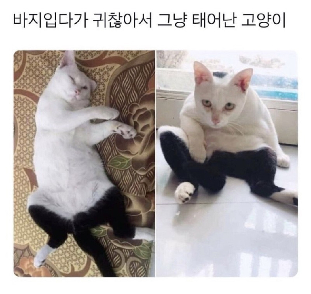  바지입다가 귀찮아서 그냥 태어난 고양이4