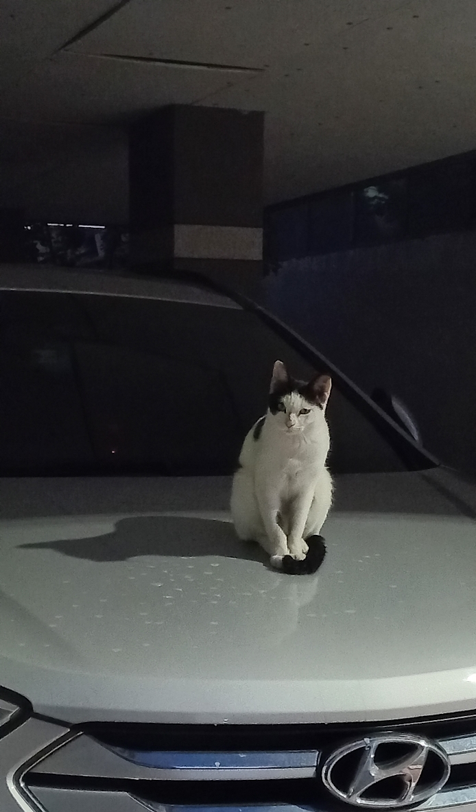 길에서 고양이 보면 사진을 안 찍고는 지나갈 수 없는 병에 걸림 😚🐈⬛🐈 | 인스티즈