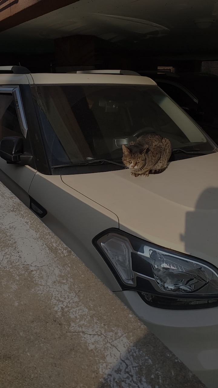 길에서 고양이 보면 사진을 안 찍고는 지나갈 수 없는 병에 걸림 😚🐈⬛🐈 | 인스티즈