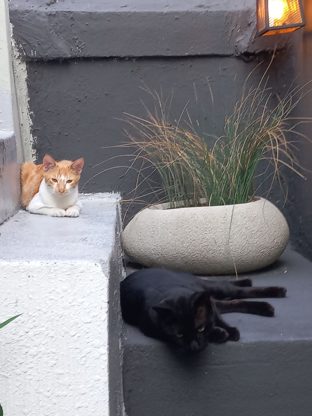 길에서 고양이 보면 사진을 안 찍고는 지나갈 수 없는 병에 걸림 😚🐈⬛🐈 | 인스티즈