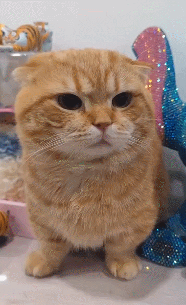  치즈버거.gif