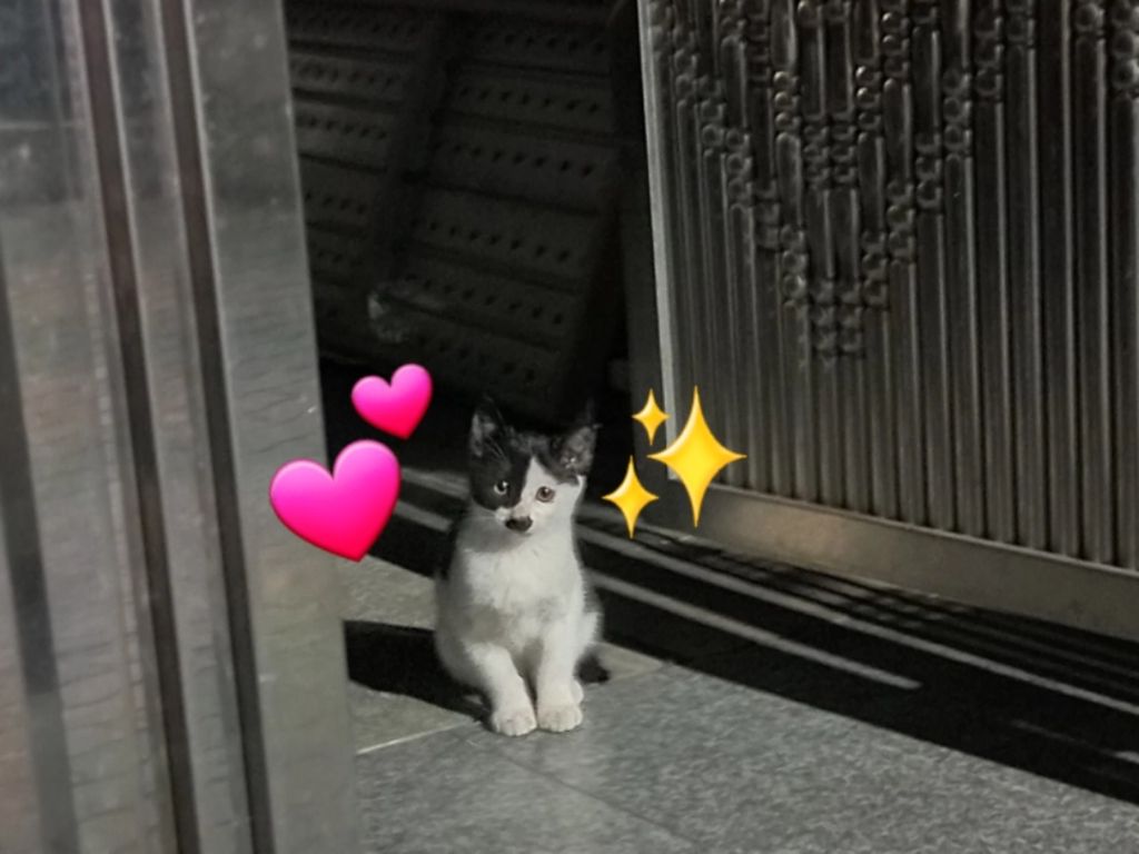  길에서 고양이 보면 사진을 안 찍고는 지나갈 수 없는 병에 걸림 😚🐈‍⬛🐈5