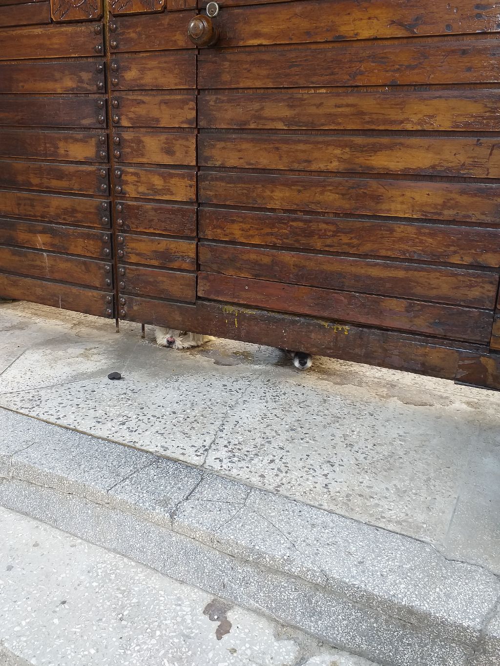 길에서 고양이 보면 사진을 안 찍고는 지나갈 수 없는 병에 걸림 😚🐈⬛🐈 | 인스티즈