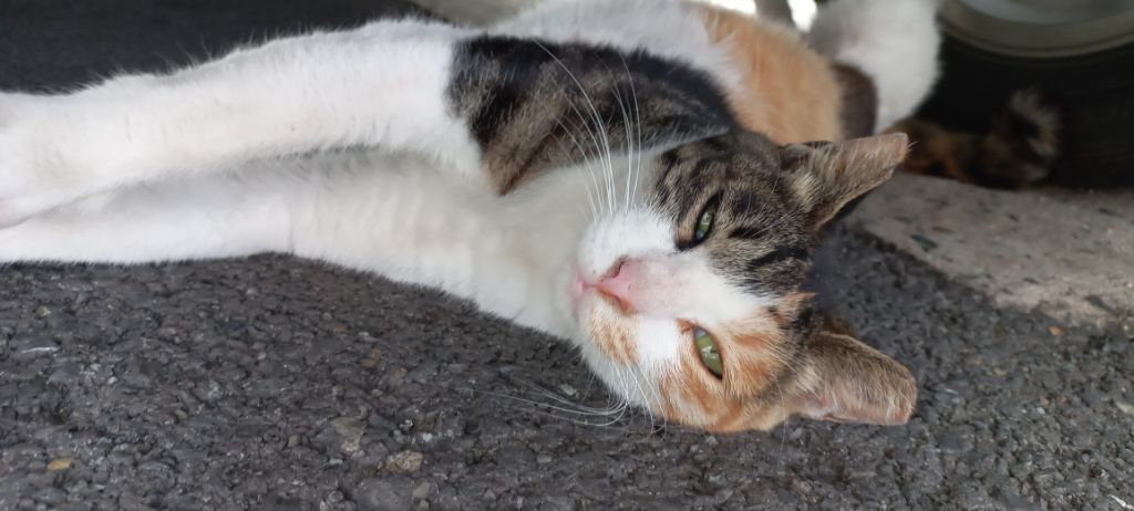 길에서 고양이 보면 사진을 안 찍고는 지나갈 수 없는 병에 걸림 😚🐈⬛🐈 | 인스티즈