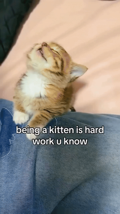 떡실신한 애기고양이들.gif | 인스티즈