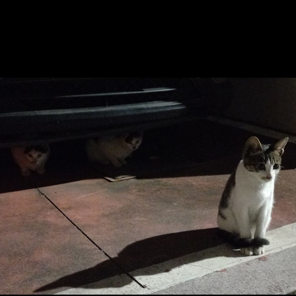 길에서 고양이 보면 사진을 안 찍고는 지나갈 수 없는 병에 걸림 😚🐈⬛🐈 | 인스티즈