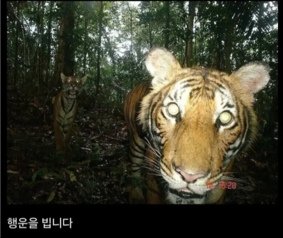  당신은 현대의 모든 지식을 습득한 상태로 조선시대에 떨어졌습니다