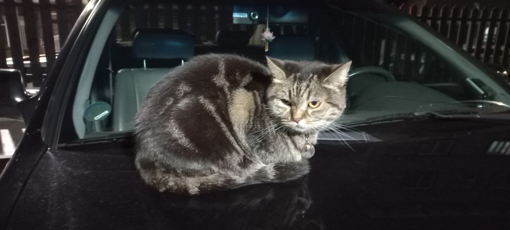 길에서 고양이 보면 사진을 안 찍고는 지나갈 수 없는 병에 걸림 😚🐈⬛🐈 | 인스티즈