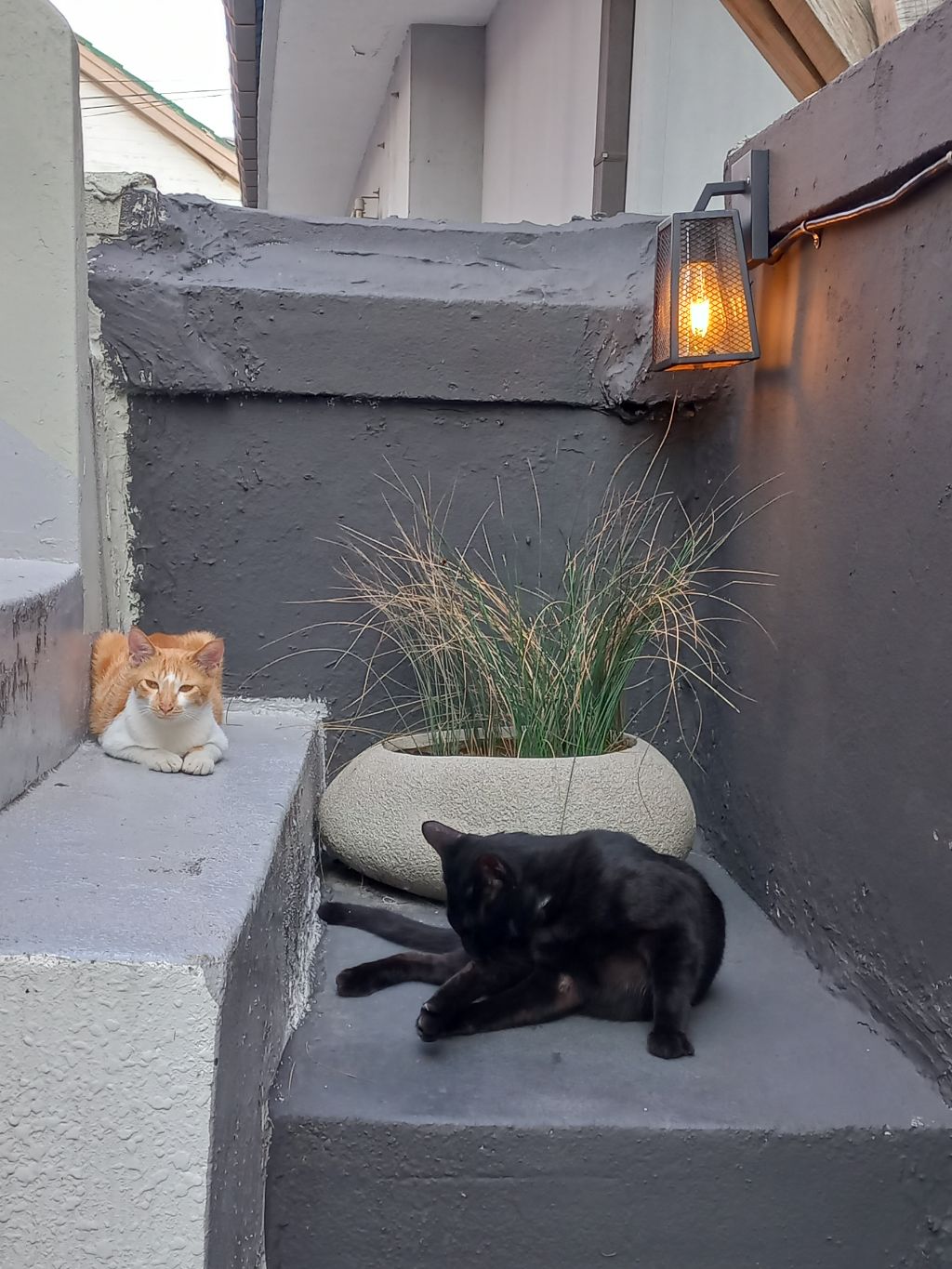 길에서 고양이 보면 사진을 안 찍고는 지나갈 수 없는 병에 걸림 😚🐈⬛🐈 | 인스티즈