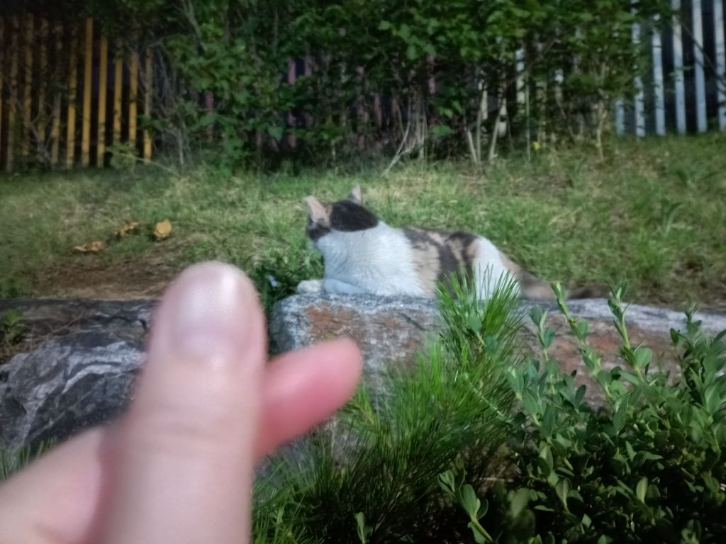 길에서 고양이 보면 사진을 안 찍고는 지나갈 수 없는 병에 걸림 😚🐈⬛🐈 | 인스티즈